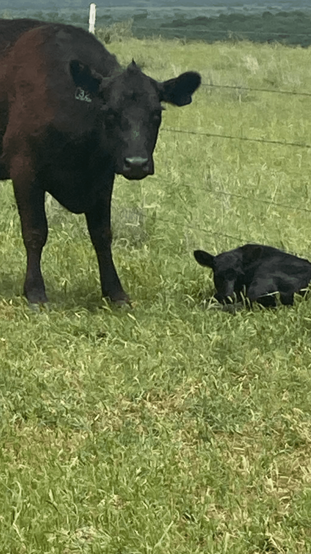 mother cow and calf